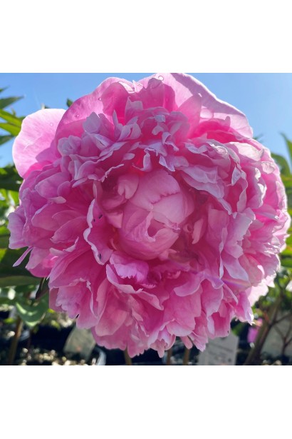 Бутони Paeonia Alexander Fleming: чарівність у кожному пелюстку.